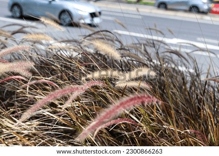 The roadside silvergrass can be used as a background.