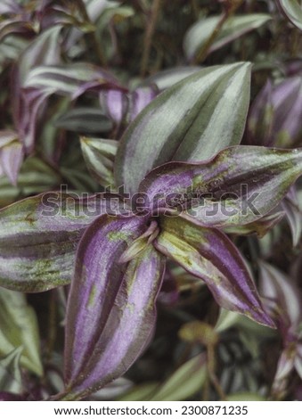 This picture is a plant with purple and green leafs. It hasn't fruit or flower, only leafs