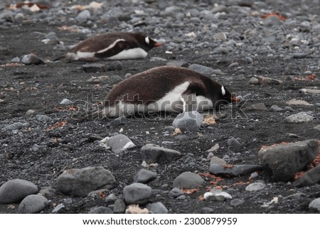 Two cute penguins lie resting on the shore on King George Island (Waterloo)