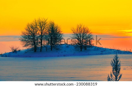 Yellow winter sunset over snowy field with trees