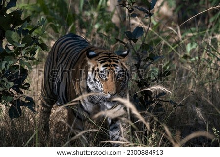 Royal Bengal tiger in the bush with use of selective focus on a particular part of the tiger, with rest of the tiger, the bush and everything else blurred.