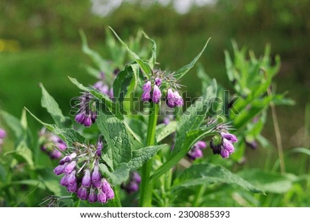 Portrait Herdibal Comfrey Herb,  Symphytum officinale in the wild, which is a perennial flowering plant in the family Boraginaceae Royalty-Free Stock Photo #2300885393