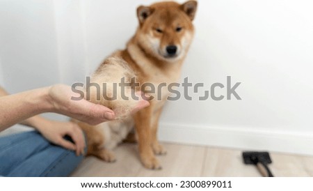 combing the dog during the molting of the coat. High quality photo