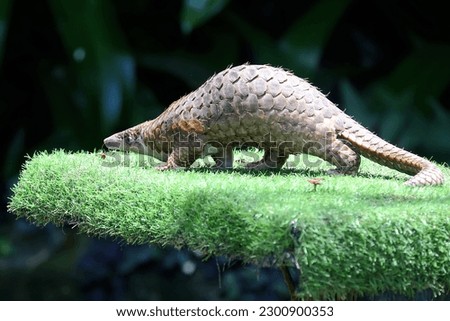 A Sunda pangolin is hunting ants on the ground overgrown with grass. This reptile has the scientific name Manis Javanica. Royalty-Free Stock Photo #2300900353