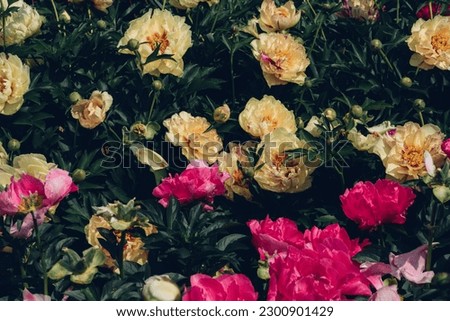 Beautiful fresh colorful peony flowers in full bloom in the garden, green leaves flowerbed. Summer natural floral texture for background.