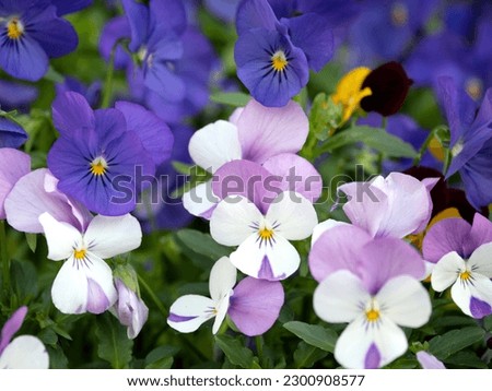 Purple viola flowers taken in close-up