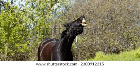 Horse laughs, flehmen, funny, grin, teeth