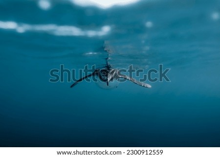 A selective focus of a Galapagos penguin swimming in the water