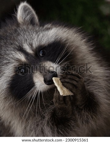 A vertical portrait of a raccoon eating a cracker