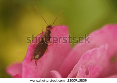 A closeup of Forficula auricularia, a common earwig on a pink flower petal.