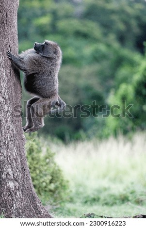 A vertical shot of a Baboon climbing a tree in the Masai Mara, Kenya