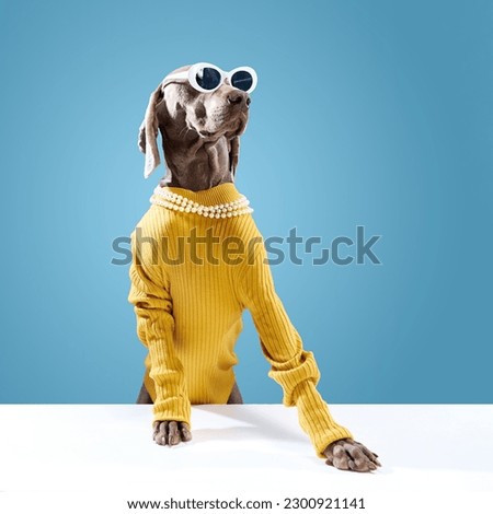 Cool trendy Weimaraner posing in sunglasses and looking up like a model over blue studio background. Best fluffy friend. Dressed dog. Pet clothes. Friend, love, care and animal health concept