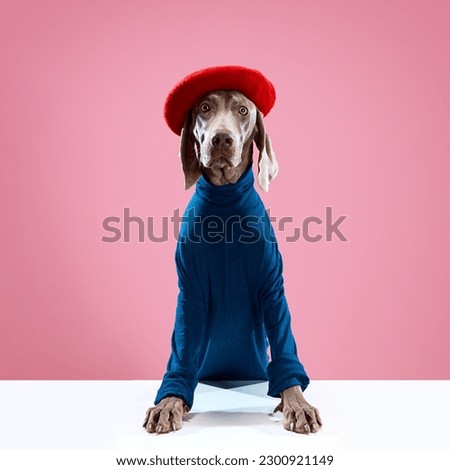 Eyes of Weimaraner wearing stylish costume with red beret over pink studio background. Dog clothes. Pet Supplies. Concept of friend, fashion, love, ad, care and animal health concept