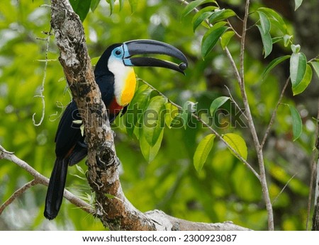 Channel-billed toucan perched on branch in jungle