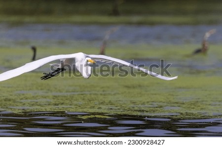 Intermediate egret (Ardea intermedia) flying over river in the forest.