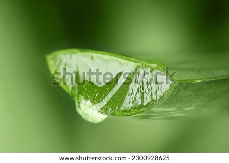 Aloe vera juice drop close up. Aloe vera leaf with aloe gel over green background with copy space. Royalty-Free Stock Photo #2300928625