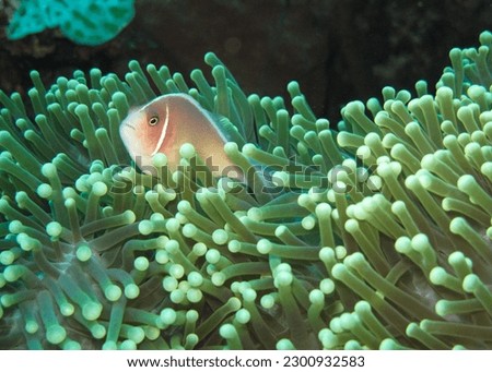 Underwater photography is the process of taking photographs while under water.