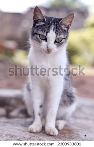 A vertical portrait of a gray and white cat posing for a picture