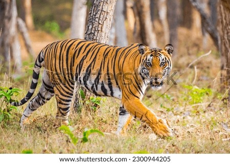 Indian Tiger From Kabini National Reserve Karnataka Royalty-Free Stock Photo #2300944205