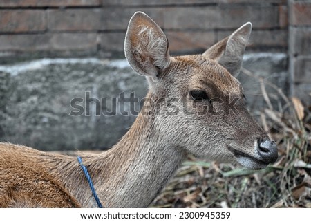 photo of the mother deer at the farm
