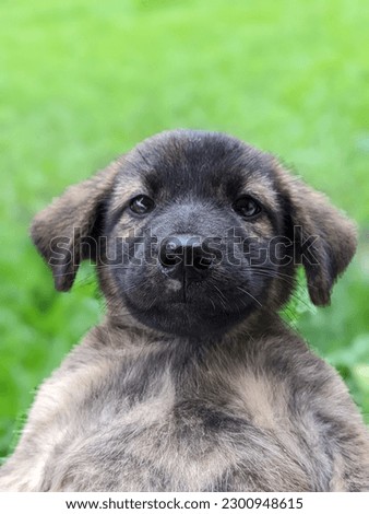 Close up photo of a puppy with blurred background
