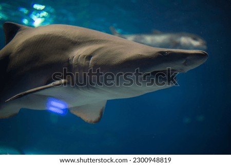 A closeup shot of a sand tiger shark swimming in a huge aquarium in the daylight