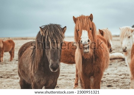 The Icelandic horse is a breed of horse developed in Iceland. Closeup smile Icelandic horses. Royalty-Free Stock Photo #2300951321