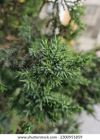 Juniperus Formosana Flower, the Formosan juniper, is a species
of conifer in the family Cupressaceae. It is a shrub or
tree to 15 metres tall, found in China and in Taiwan.