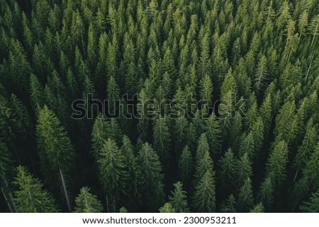 An aerial shot of a pine forest.