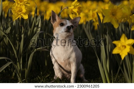 A selective of a cute Chihuahua in a daffodil field