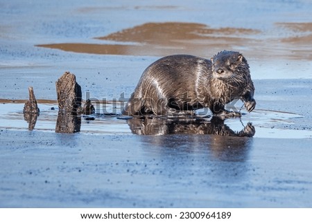 An adorable wet North American river otter wandering in shallow water