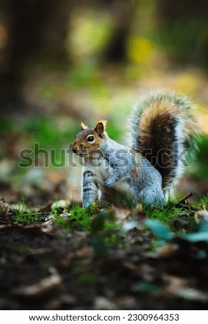 A side closeup shot of cute Eastern gray squirrel sitting on the grass field in forest