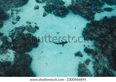 A top shot of a reef shark swimming underwater in Moorea, French Polynesia Royalty-Free Stock Photo #2300966895