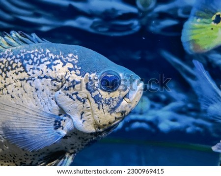 Oscar fish in an aquarium with water and bluish light, including predatory fish that prey on small fish