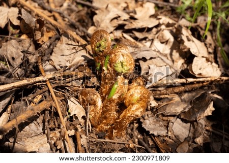 sprouting fern in spring forest