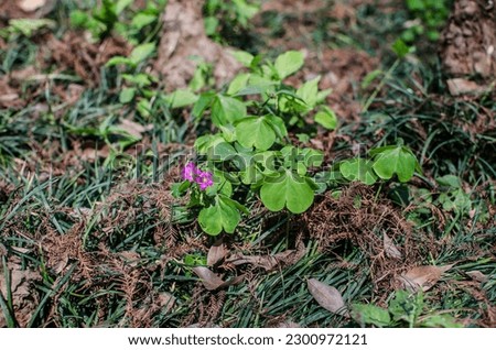 Closeup images. Clover plants, cute flowers, nice background.