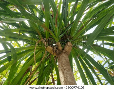 Dracaenaceae tree with daylight in the marning Royalty-Free Stock Photo #2300974105