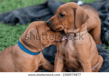 A closeup of two Rhodesian Ridgeback puppies licking each other Royalty-Free Stock Photo #2300974877