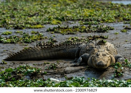 A saltwater crocodile (Crocodylus porosus) in a swamp on a sunny day Royalty-Free Stock Photo #2300976829