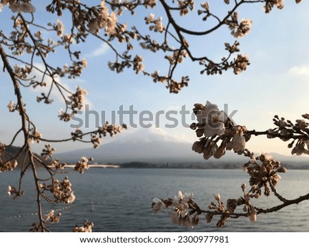 Mount Fuji in Spring with Sakura blossoms.
