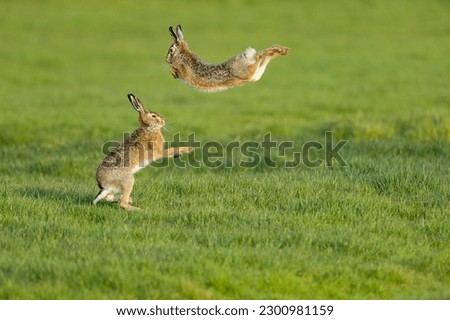A scenic view of two hare rabbits found jumping around in an open field