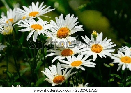 A closeup shot of common daisy flowers - Bellis perennis