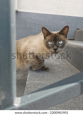 Stray Siamese cat with blue eyes