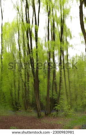 Trees and bluebells in a forest abstract with motion blur
