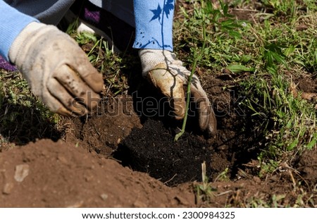 Gardener replanting trees in the garden Royalty-Free Stock Photo #2300984325