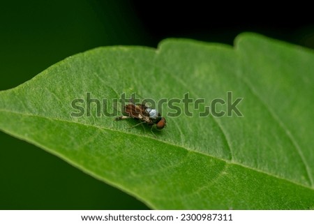 Flat footed fly on the greenplant leaf. Selective focus used. Royalty-Free Stock Photo #2300987311