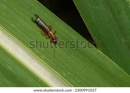 Earwig insect on the sugarcane leaf finding its prey. 