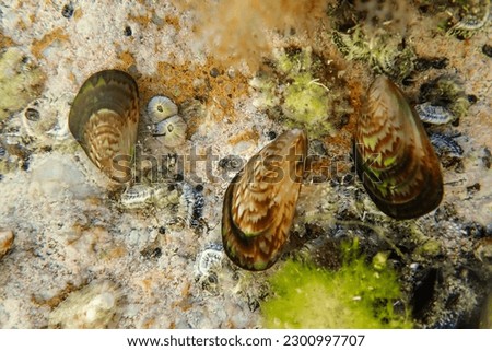 Mussels in their natural habitat, mussels on rocks undersea, group of common mussels together underwater, Sea waves hitting wild mussel on rocks, seafood, nature sea background, black mussels shells. Royalty-Free Stock Photo #2300997707