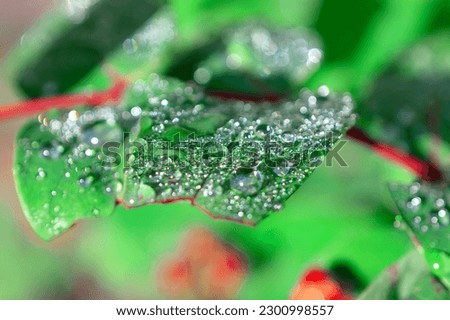 Dew drops at green leaves . Fresh nature background with drops