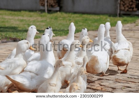 white ducks on farm graze in herd, cute pets birds. taking care of cattle in backyard. subsistence farming, poultry farming for meat and eggs. environmentally friendly
